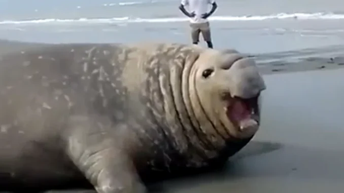 elefante marino