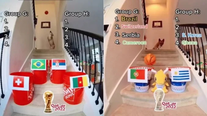 Perro-mundial-predice-resultados