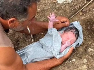 Bebé brasil