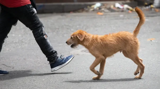 Adiestrador-de-perros-judicializado