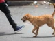 Adiestrador-de-perros-judicializado