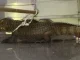 Animales-exoticos-La-Floresta-1