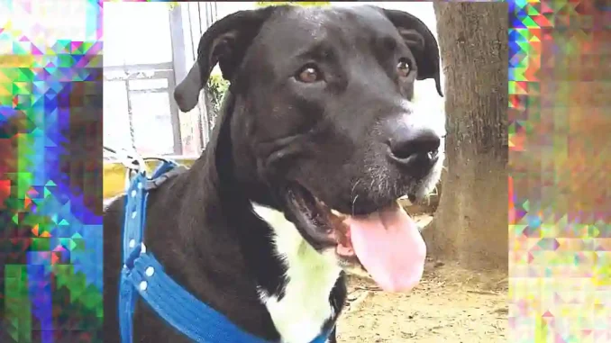 Ares perro electrucutado