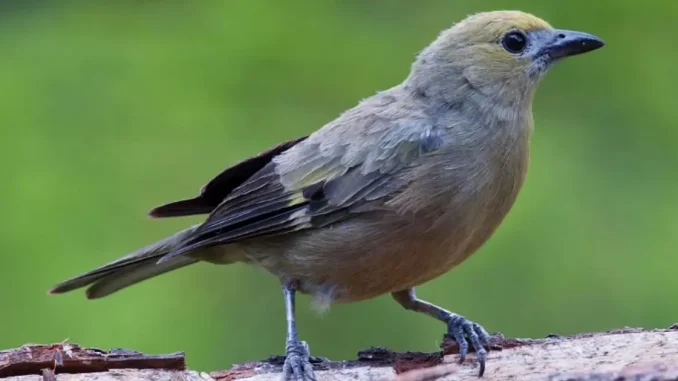 Maria-Margarita-Roldan-estrangulo-a-un-pajaro