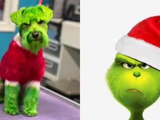 Perro pintado como El Grinch