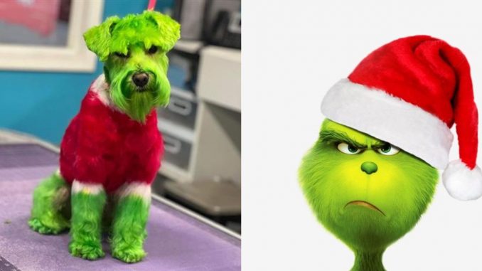 Perro pintado como El Grinch