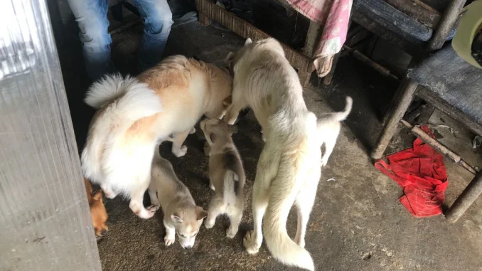 perros rescatados de un albergue