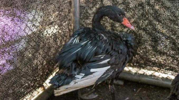 Fauna silvestre, tráfico, Minorista, delito, Área Metropolitana, rescate, cisnes negros, Q’Hubo Medellín