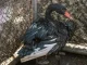 Fauna silvestre, tráfico, Minorista, delito, Área Metropolitana, rescate, cisnes negros, Q’Hubo Medellín