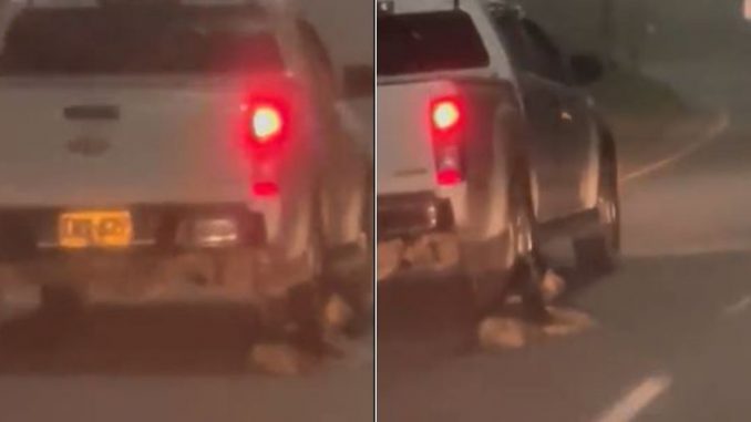 Maltrato animal