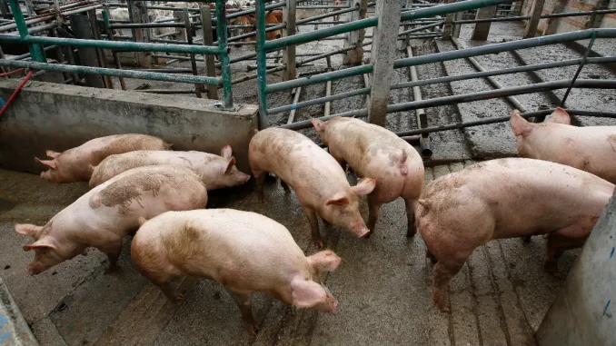 marranadas-de-fin-de-año
