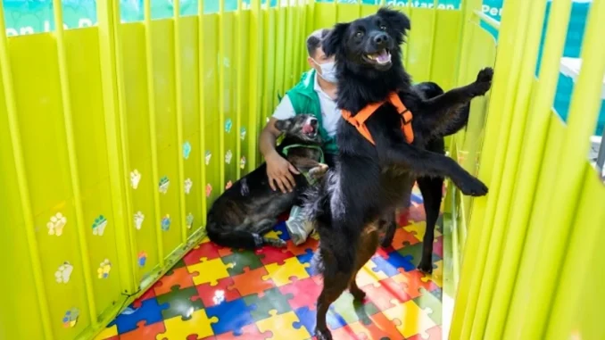 Jornada de bienestar animal y adopción de perros en el estadio