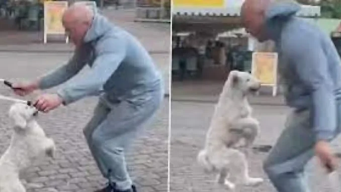 Perro que salta lazo