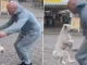 Perro que salta lazo