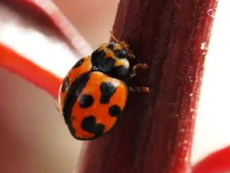 Biodiversidad mariquita