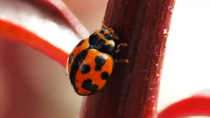Biodiversidad mariquita