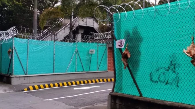 Gallinas en la sede del Nacional
