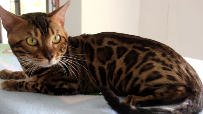 Gatos, Fiscalía, maltrato animal, envenenamiento, sardina, investigación, imputación de cargos, Q’Hubo Medellín