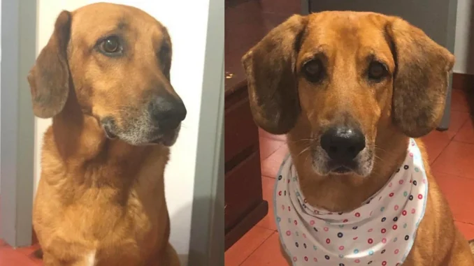 Judicializado por maltrato animal