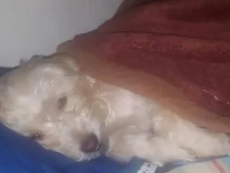 Mascotas-asesinadas-perrita-Susy-1