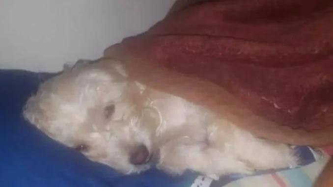 Mascotas-asesinadas-perrita-Susy-1