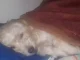 Mascotas-asesinadas-perrita-Susy-1