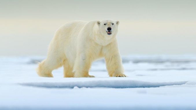 Oso polar