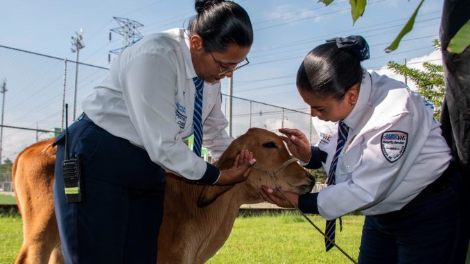 Un ternero es la nueva mascota del politécnico