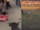 Corralejas dejan 3 heridos en Antioquia y 2 muertos en Córdoba