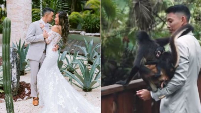 simia se coló en matrimonio