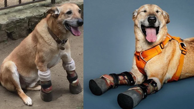 El perrito vive en un refugio en México, y es el favorito en un concurso internacional.