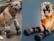 El perrito vive en un refugio en México, y es el favorito en un concurso internacional.