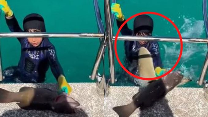 Niño es mordido por un tiburón