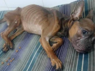 La perrita fue sacada del camión de basura y hospitalizada en la Clínica Veterinaria de Belén.