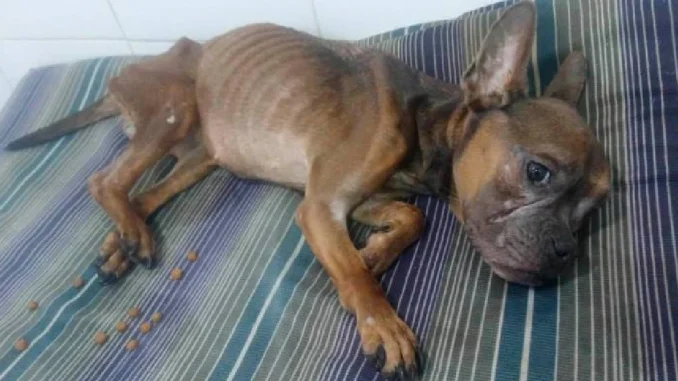La perrita fue sacada del camión de basura y hospitalizada en la Clínica Veterinaria de Belén.
