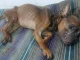 La perrita fue sacada del camión de basura y hospitalizada en la Clínica Veterinaria de Belén.