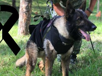 Proteo perro rescatista en Turquía