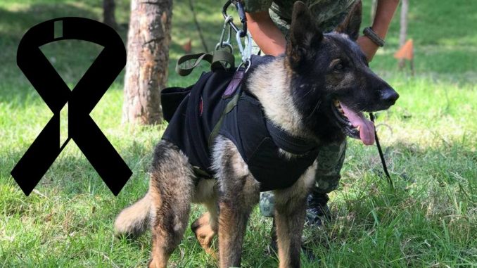 Proteo perro rescatista en Turquía