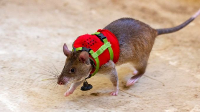 Ratones rescatistas en Turquía