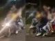 Los jóvenes que montaban la moto están siendo buscados por las autoridades.