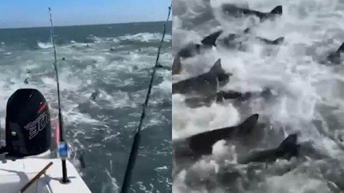 Tiburones devoran peces
