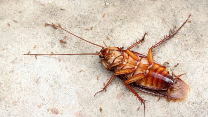 Cucarachas