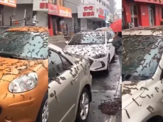 Lluvia de gusanos, China, video, viral, fenómeno, ciencia, mundo curioso, Q’Hubo Medellín