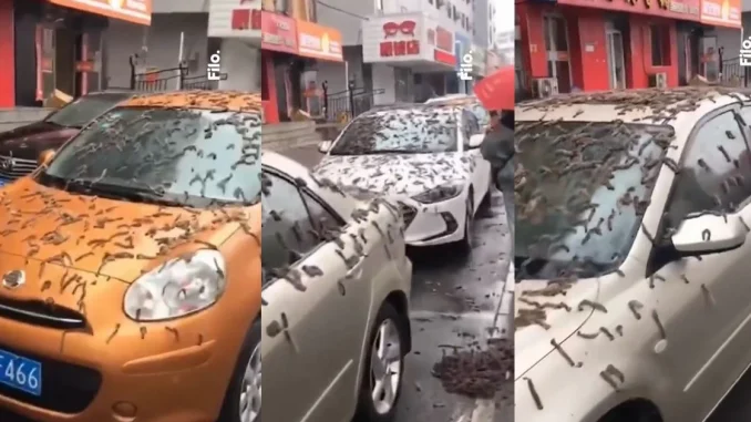 Lluvia de gusanos, China, video, viral, fenómeno, ciencia, mundo curioso, Q’Hubo Medellín