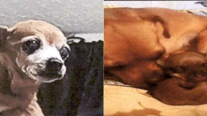 Lulú perrita que murió en manos de falso veterinario