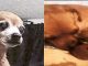 Lulú perrita que murió en manos de falso veterinario