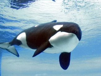 Murió la orca Kiska