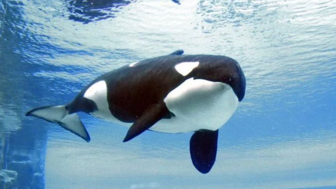 Murió la orca Kiska