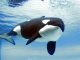 Murió la orca Kiska