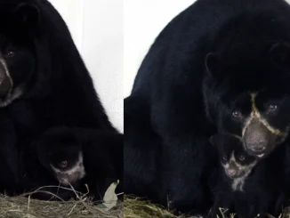 La cría de oso de anteojos fue presentada por primera vez hoy.